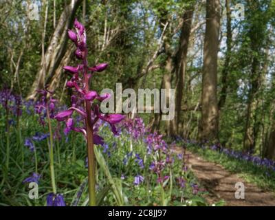 Orchidée pourpre précoce (Orchis mascula), floraison de la bosse parmi un tapis de Bluebells (jacinthoides nonscripta) à côté d'un chemin boisé, Box, Wiltshire, Royaume-Uni Banque D'Images