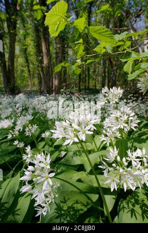 Tapis à fleurs d'ail sauvage / Ramsons (Allium ursinum) dans le sous-étage des bois, Wiltshire, Royaume-Uni, avril. Banque D'Images