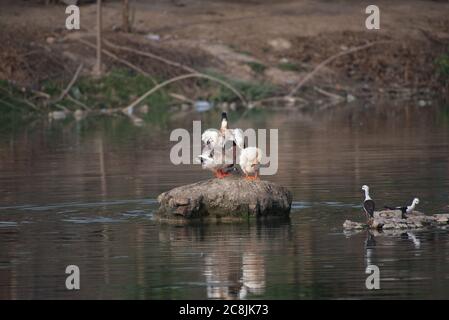 Oiseaux tropicaux dans les réserves de faune du Pakistan Banque D'Images