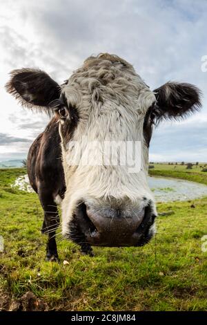 Une vache debout près d'un étang de rosée sur la balise de Ditchling à Sussex, prise avec une lentille de poisson Banque D'Images