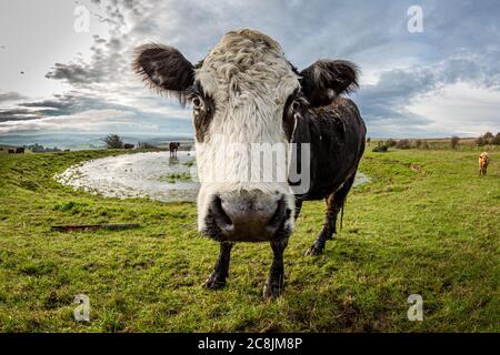 Une vache debout près d'un étang de rosée sur la balise de Ditchling à Sussex, prise avec une lentille de poisson Banque D'Images