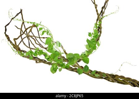 vigne circulaire aux racines. Raisin de Bush ou ciyratia sauvage à trois feuilles (Cayratia trifolia) liana ivy plante buisson, cadre nature bordure de jungle, isolat Banque D'Images