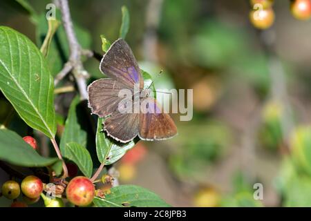 Papillon à queue de queue de violet (Favonius quercus) Royaume-Uni Banque D'Images