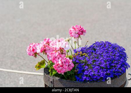 Pot à fleurs bleu et rose. Tout l'arrière-plan est gris. Banque D'Images