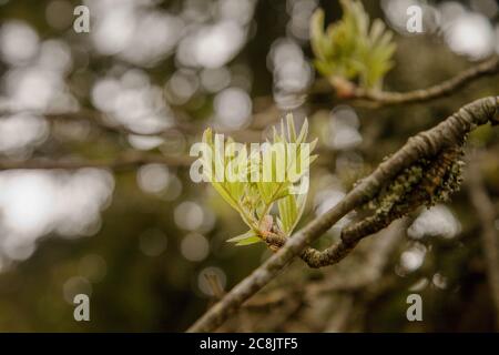 Le jeune rowan paille sur la braque au printemps dans les montagnes, en Slovaquie Banque D'Images