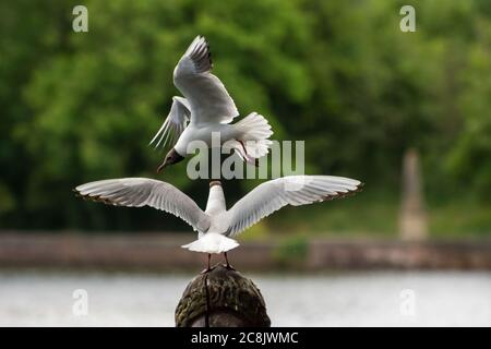 Deux oiseaux Banque D'Images