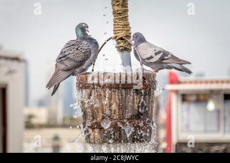 Deux pigeons d'Armando baignant dans un seau d'eau. Banque D'Images