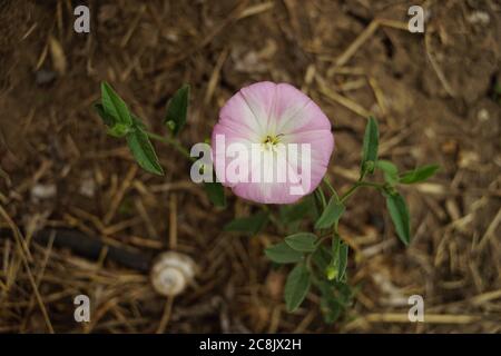 Petite fleur rose pousser dans le jardin d'été. Vue de dessus. Banque D'Images