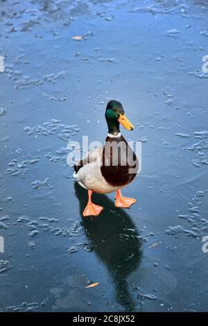 Canard colvert mâle (anus platyrhynchos) ou canard sauvage marchant sur un lac gelé en hiver photo de stock Banque D'Images