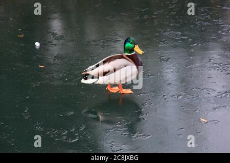 Canard colvert mâle (anus platyrhynchos) ou canard sauvage marchant sur un lac gelé en hiver photo de stock Banque D'Images