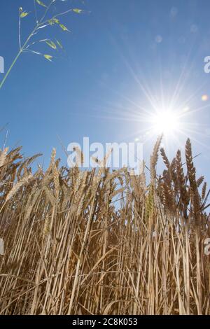 Culture de blé dans le Hampshire, Royaume-Uni Banque D'Images