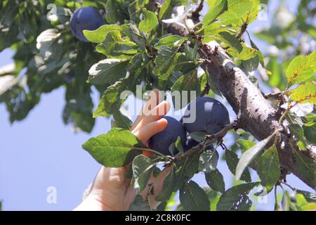Les mains de Girlish arracher une prune mûre d'une branche d'arbre. Le concept du végétarisme, du jardinage, de la saine alimentation. Récolte dans le jardin. Banque D'Images