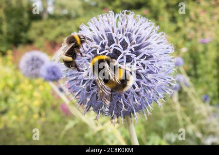 Gros plan d'une abeille Bumblebee à queue de Buff collectant du pollen sur un chardon bleu (Echinops bannaticus) Banque D'Images