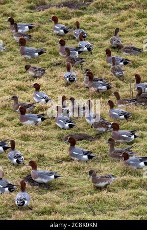 BIRD, Wigeon, petit groupe se nourrissant sur les champs d'herbe, Royaume-Uni Banque D'Images