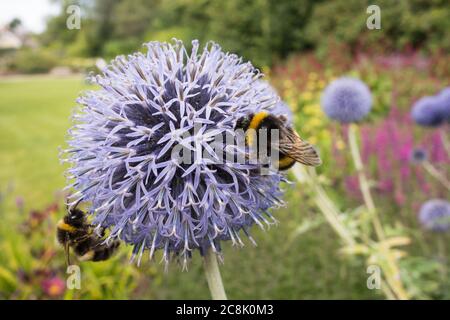 Gros plan d'une abeille Bumblebee à queue de Buff collectant du pollen sur un chardon bleu (Echinops bannaticus) Banque D'Images