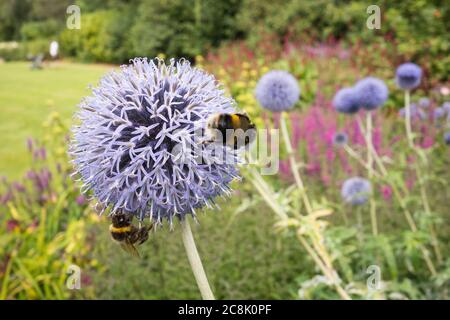 Gros plan d'une abeille Bumblebee à queue de Buff collectant du pollen sur un chardon bleu (Echinops bannaticus) Banque D'Images