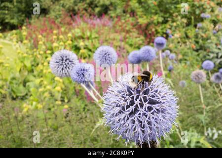 Gros plan d'une abeille Bumblebee à queue de Buff collectant du pollen sur un chardon bleu (Echinops bannaticus) Banque D'Images