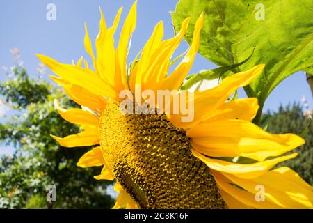 Gros plan d'un tournesol jaune vif à Helianthus Banque D'Images