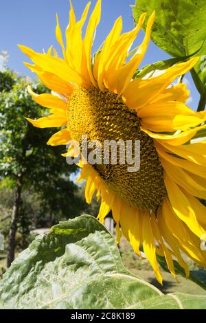 Gros plan d'un tournesol jaune vif à Helianthus Banque D'Images