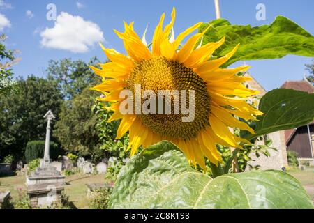 Gros plan d'un tournesol jaune vif à Helianthus Banque D'Images