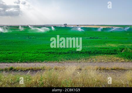 Champs de céréales arrosés par des arroseurs dans une zone pluviale. Banque D'Images