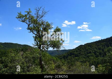un seul arbre sur un immense rocher Banque D'Images