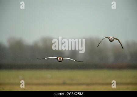 SHELLDUCK, paire en vol, West Country UK Banque D'Images