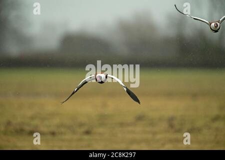 SHELLDUCK, paire en vol, West Country UK Banque D'Images