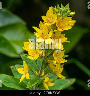 Gros plan des jolies fleurs jaunes sur un pic de fleurs de loosestrife, Lysimachia punctata Banque D'Images