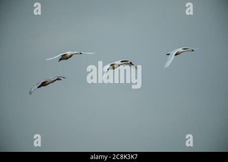 Toundra SWAN, (cygne de Bewick) famille grounp en vol, hiver, pays ouest, Royaume-Uni Banque D'Images