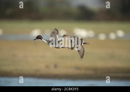 CANARD À QUEUE DE CANARD, paire en vol sur le point d'atterrir sur l'eau, hiver, pays ouest, Royaume-Uni Banque D'Images