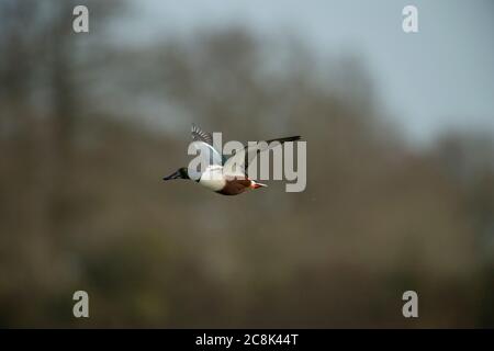 SHOVERLER DUCK. Mâle, en vol, hiver, pays ouest, Royaume-Uni Banque D'Images