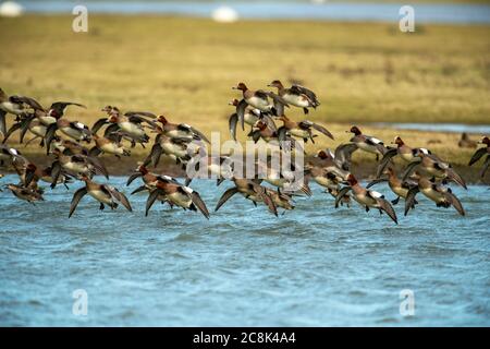 BIRD, Wigeon, flock en vol atterrissage sur l'eau, Royaume-Uni Banque D'Images