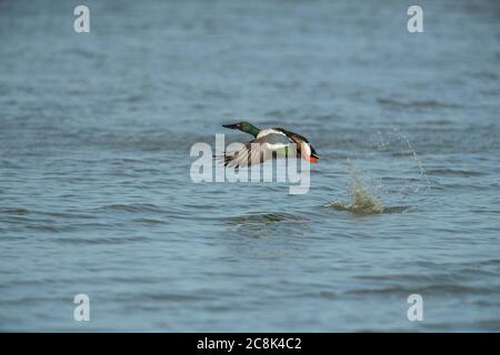 SHOVERLER DUCK. Mâle, en vol, hiver, pays ouest, Royaume-Uni Banque D'Images