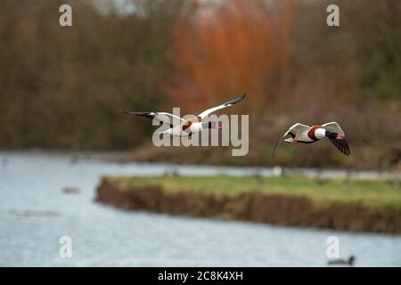 SHELLDUCK, paire en vol, West Country UK Banque D'Images