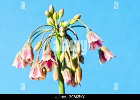 Une tête de fleurs de Nectaroscordum siculum subsp. Bulgaricum, également connu sous le nom d'Allium bulgaricum, ail miel, lis de miel sicilien, ail de miel sicilien, o Banque D'Images