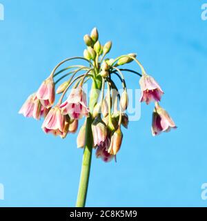 Une tête de fleurs de Nectaroscordum siculum subsp. Bulgaricum, également connu sous le nom d'Allium bulgaricum, ail miel, lis de miel sicilien, ail de miel sicilien, o Banque D'Images