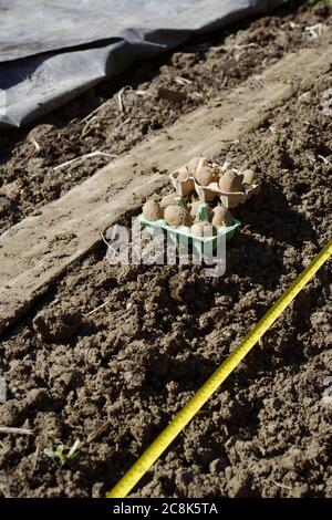 Les pommes de terre « Casablanca » sont préinstallées dans des boîtes à œufs, prêtes à être plantées le long de la tranchée avec du ruban de mesure, plastique noir utilisé pour le réchauffement du sol roulé Banque D'Images