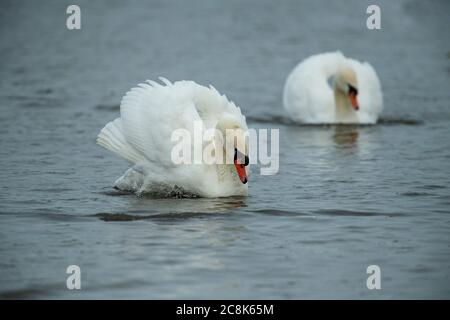 Tundra SWAN, ( Bewick's Swan ) adulte se nourrissant en eau peu profonde à WWT Slimbridge, hiver, pays ouest, Royaume-Uni Banque D'Images