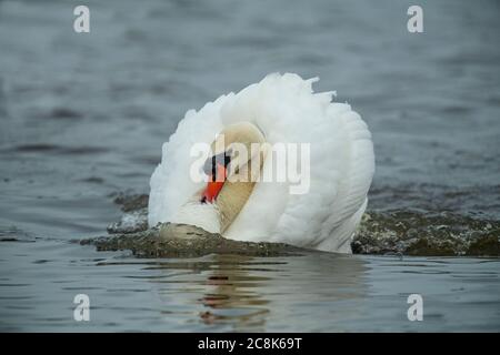 Tundra SWAN, ( Bewick's Swan ) adulte se nourrissant en eau peu profonde à WWT Slimbridge, hiver, pays ouest, Royaume-Uni Banque D'Images