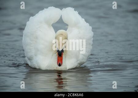 Tundra SWAN, ( Bewick's Swan ) adulte se nourrissant en eau peu profonde à WWT Slimbridge, hiver, pays ouest, Royaume-Uni Banque D'Images