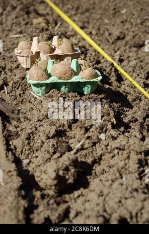 Les pommes de terre « Casablanca » sont préinstallées dans des boîtes à œufs, prêtes à être plantées le long d'une tranchée avec du ruban de mesure, Spring, Wales, UK. Banque D'Images