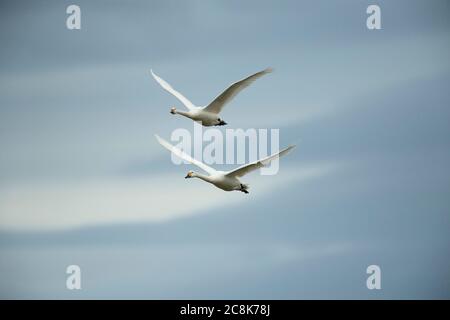 Tundra SWAN, (cygne de Bewick) paire en vol, hiver, pays ouest, Royaume-Uni Banque D'Images