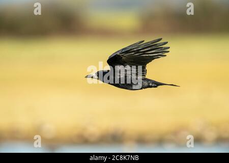 OISEAU. ROOK, en vol , hiver, pays ouest , Royaume-Uni Banque D'Images