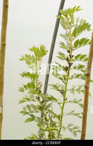 Vicia faba, Broad Bean 'Witkiem', qui grandit dans un polytunnel au printemps, au pays de Galles, au Royaume-Uni. Banque D'Images