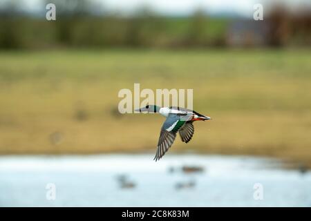 SHOVERLER DUCK. Mâle, en vol, hiver, pays ouest, Royaume-Uni Banque D'Images