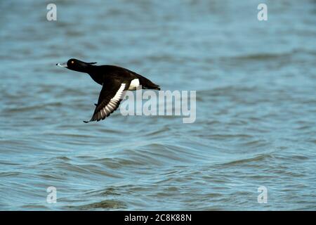 CANARD, canard touffeté, volant bas au-dessus de l'eau, hiver, pays ouest, Royaume-Uni Banque D'Images