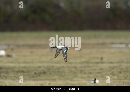 SHOVERLER DUCK. Mâle, en vol, hiver, pays ouest, Royaume-Uni Banque D'Images