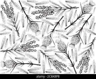 Plante et fleur de plantes, dessiné à la main fond de belles fleurs de lavande pourpre et Silybum Marianum, Cardus Marianus ou Thistle de lait utilisation de la plante comme Illustration de Vecteur