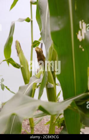 Zea Mays, Sweetcorn poussant sous plastique dans un polytunnel, pays de Galles, Royaume-Uni. Banque D'Images